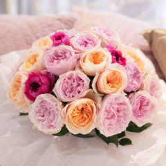 David Austin のEnglish Rose